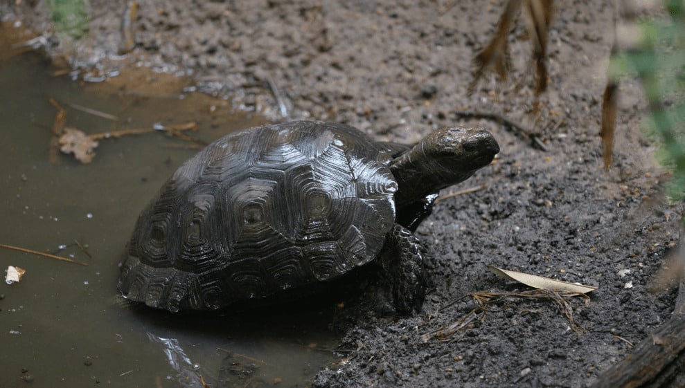 A Burmese mountain tortoise on the forest floor at Marwell Zoo energy for Life Tropical House behind the scenes experience