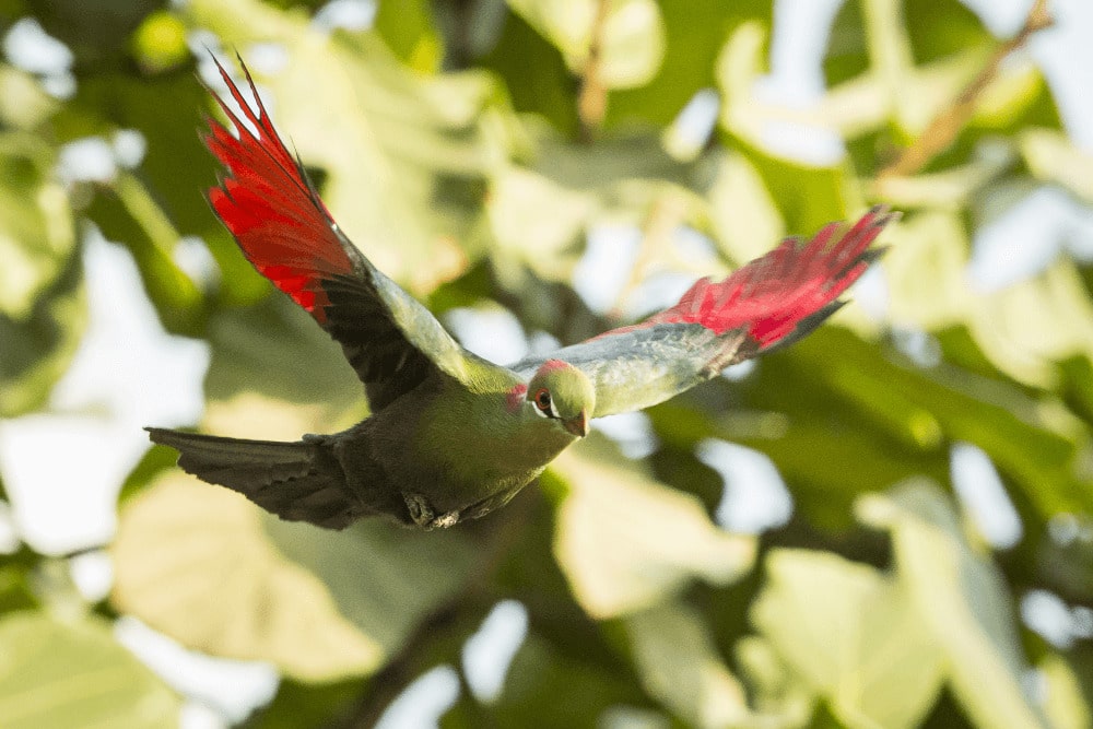 A Fischer's turaco mid-flight at Marwell Zoo energy for Life Tropical House behind the scenes experience