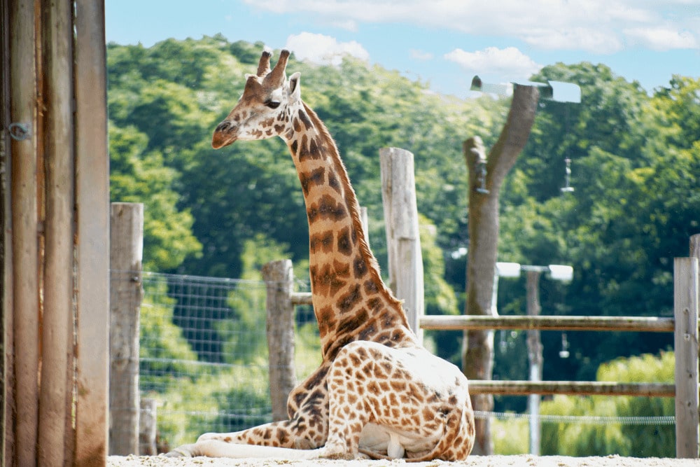 A giraffe sitting down at Marwell Zoo