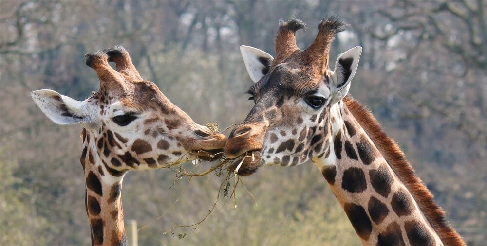 Two giraffes at Marwell zoo eating browse