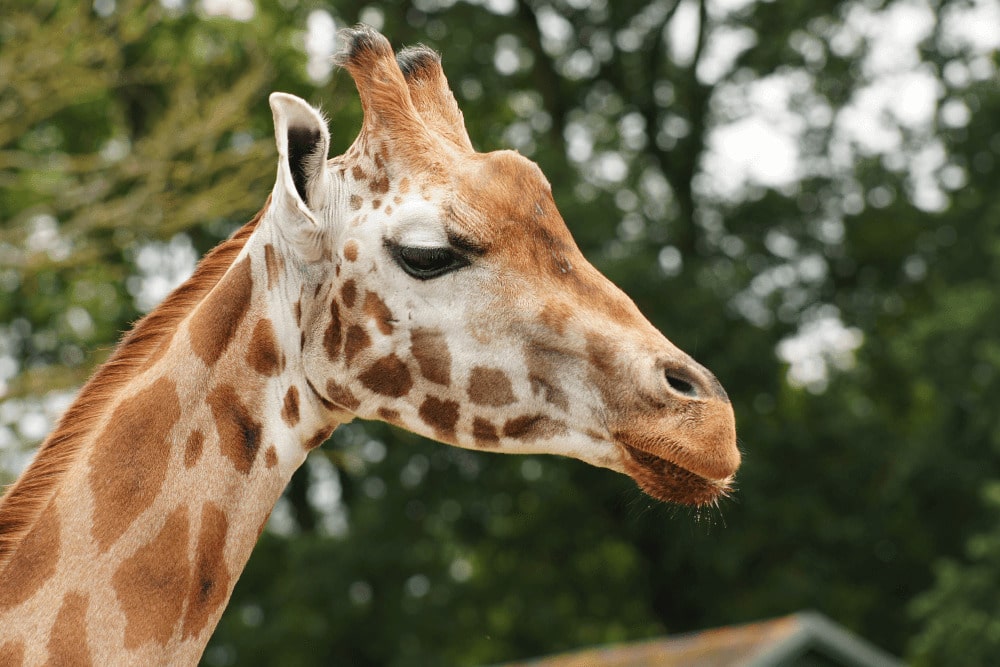 A giraffe at Marwell Zoo