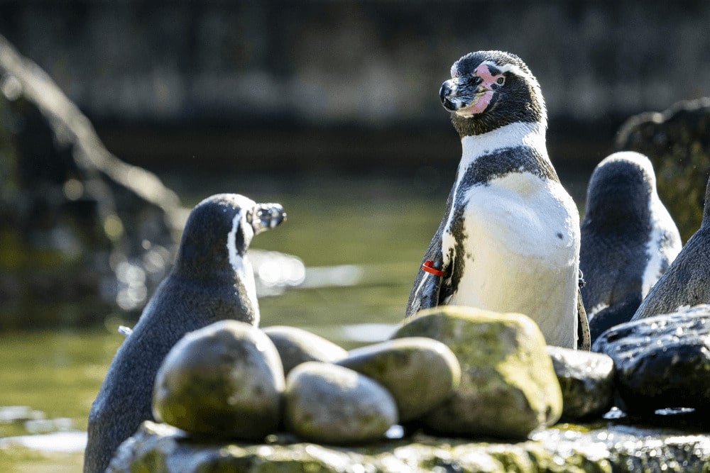 Humboldt penguins stand on their pebblebeach at Marwell zoo penguin feeding experience