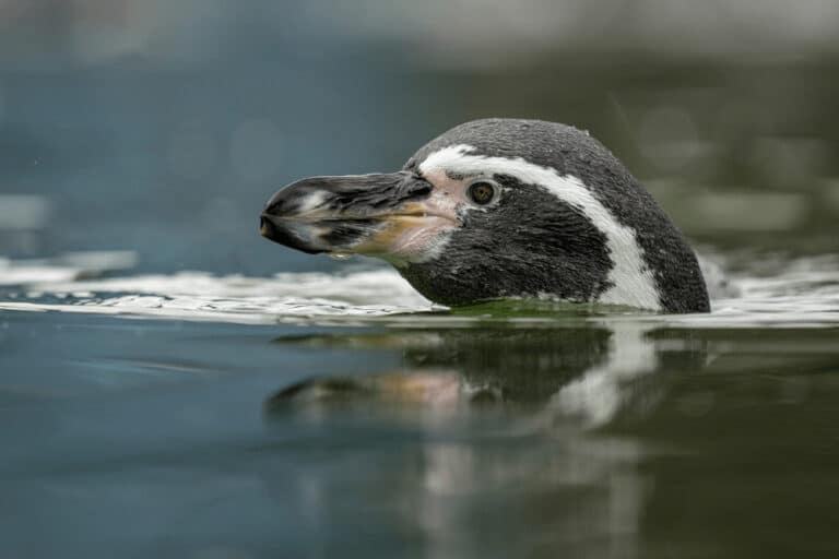 Penguin feeding experience - Marwell Zoo