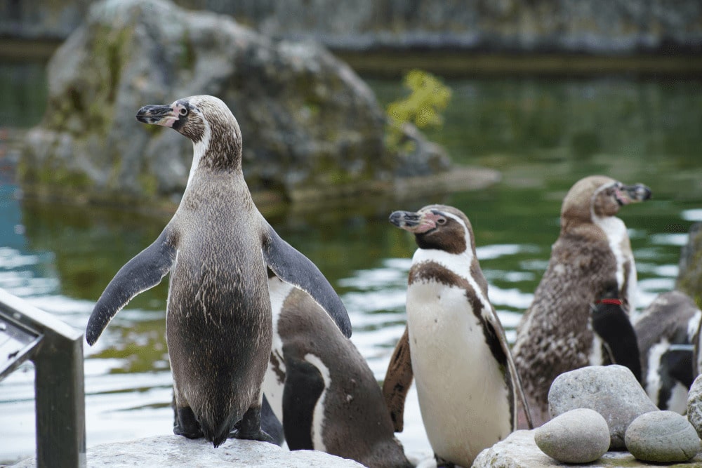 Humboldt penguins stand on their pebblebeach at Marwell zoo penguin feeding experience