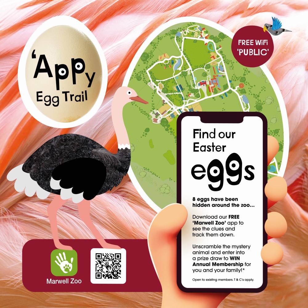 Appy Egg Trail graphic design poster. Text reads: "8 eggs have been hidden around the zoo... Download our FREE Marwell Zoo app to see the clues and track them down. Unscramble the mystery animal and enter into a prize draw to WIN annual membership for you and your family! Open to existing members. T&C apply. FREE public wifi.