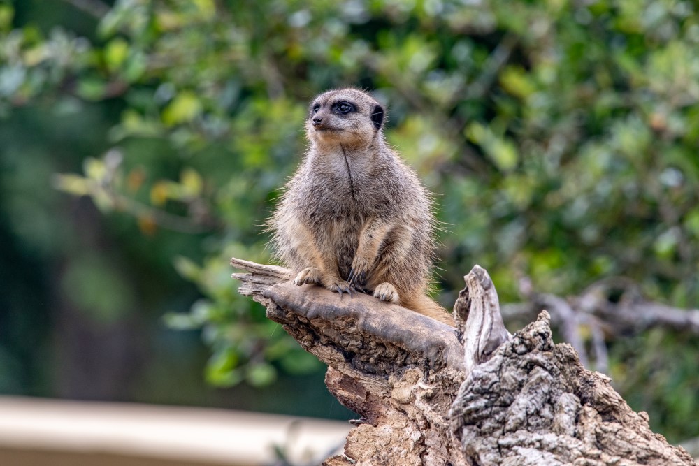 A meerkat perching on a branch at Marwell Zoo meerkat experience