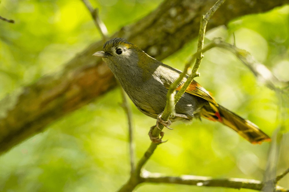 A mount omei babbler bird perches in a tree at Marwell Zoo aviary bird experience