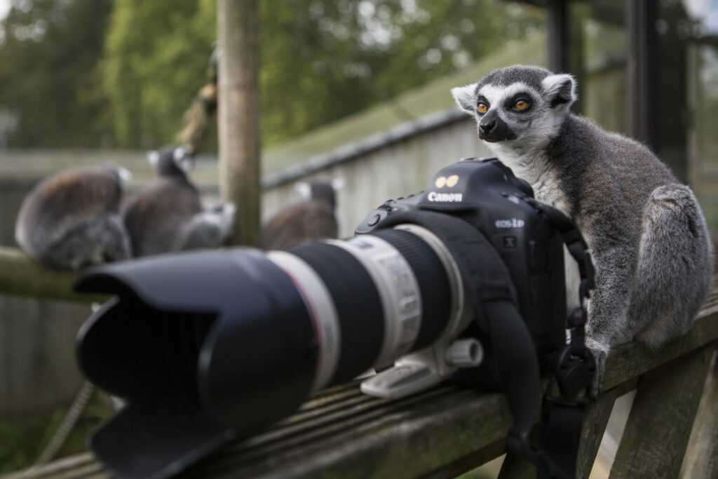 A ring-tailed lemur sits behind a camera. Photographic experience days.