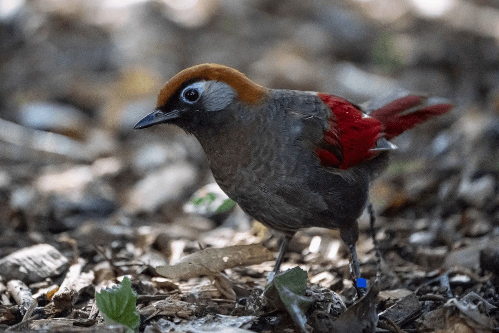 A red-tailed laughing thrush stand on the ground at Marwell Zoo aviary bird experience