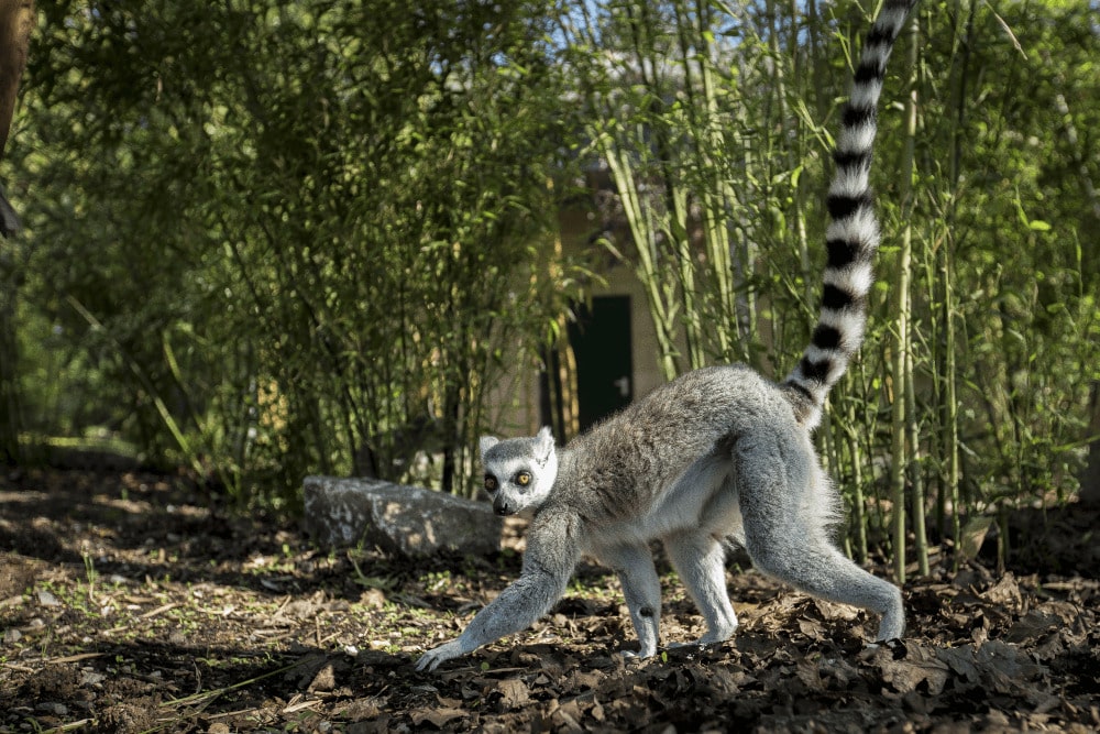 A ring-tailed lemur walking along the ground at Marwell Zoo