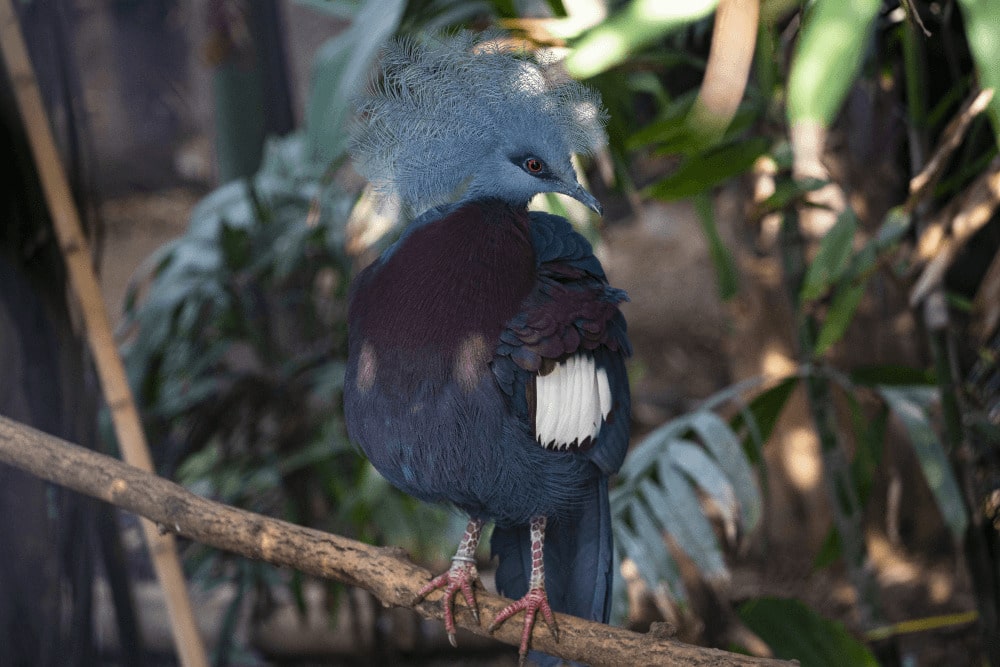 A Sclater's crowned pigeon sits on a branch at Marwell Zoo energy for Life Tropical House behind the scenes experience