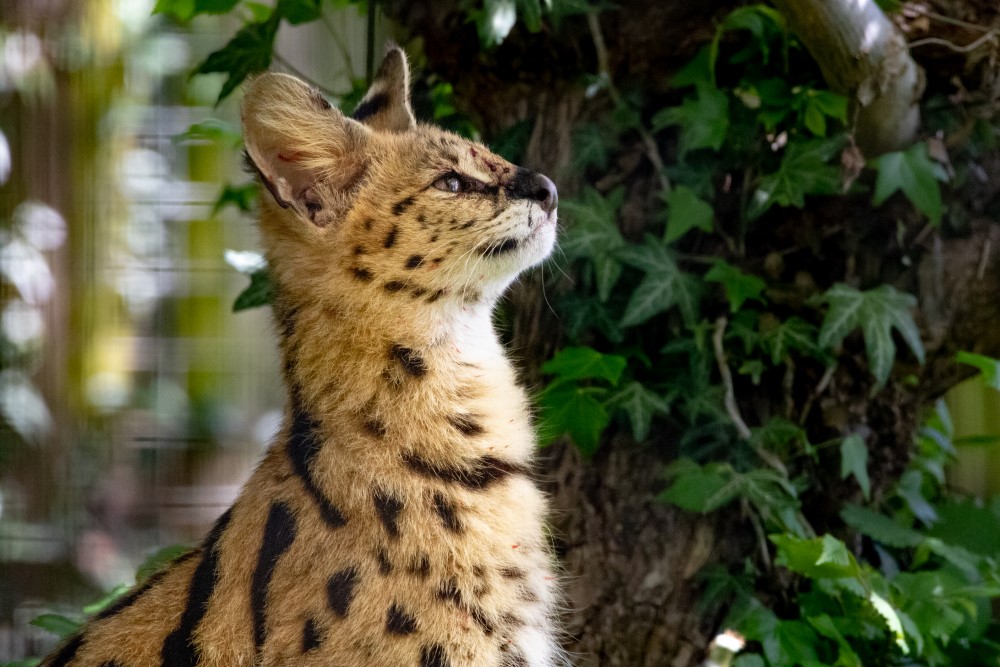 A serval looking up at Marwell Zoo serval experience