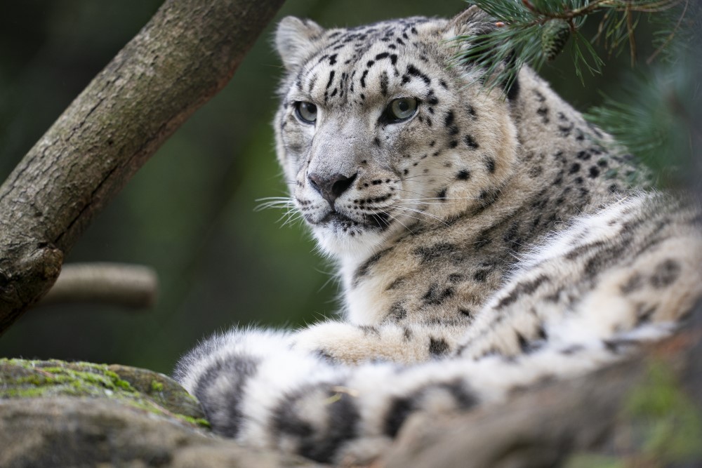 A snow leopard sitting at Marwell Zoo