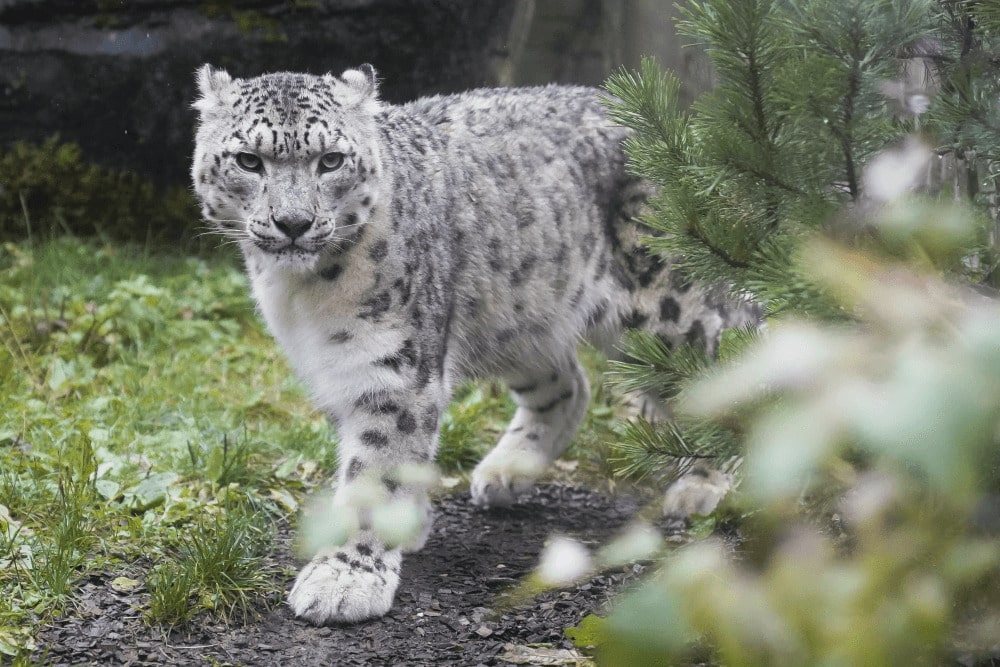 A snow leopard at Marwell Zoo carnivore and tiger experience