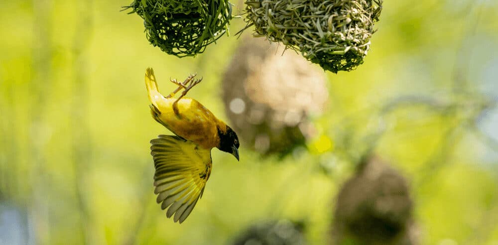 A village weaver flies from its nest at Marwell Zoo aviary bird experience