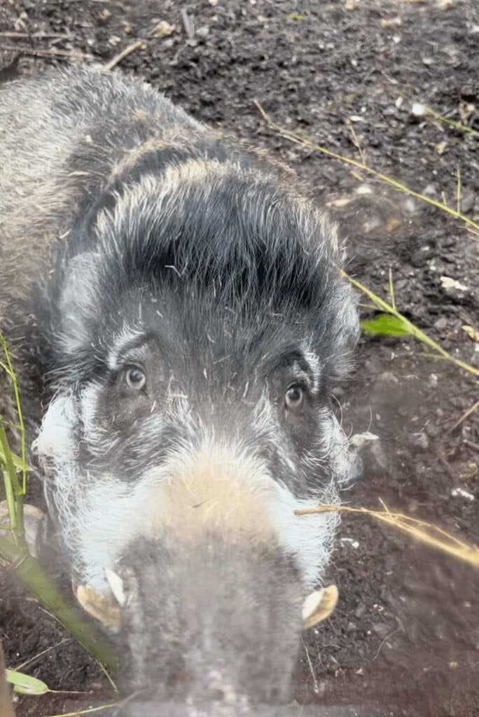 Visayan warty pig secret window at Marwell Zoo