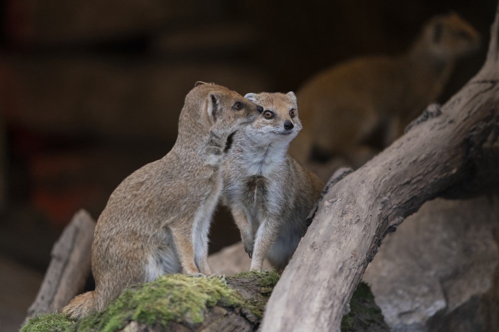 Two yellow mongooses perch on a branch at Marwell Zoo mongoose experience