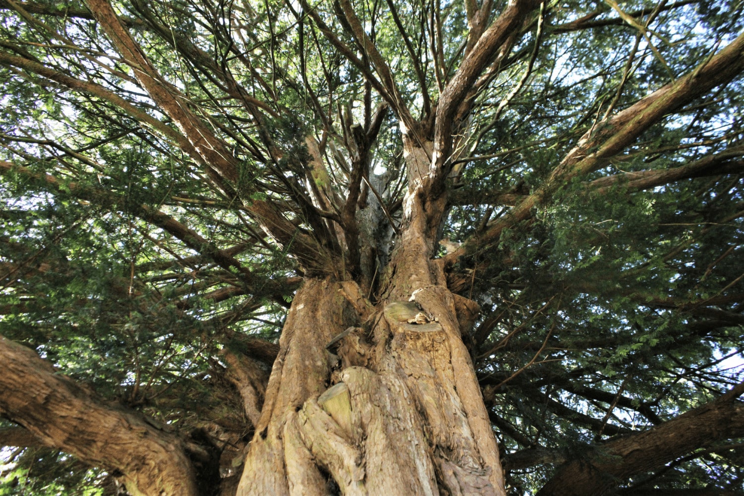 ancient yew tree at Marwell Zoo (1)