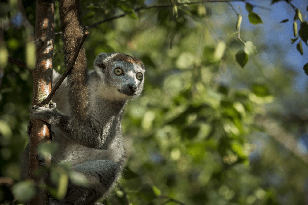 a crowned lemur perching on a tree at Marwell Zoo