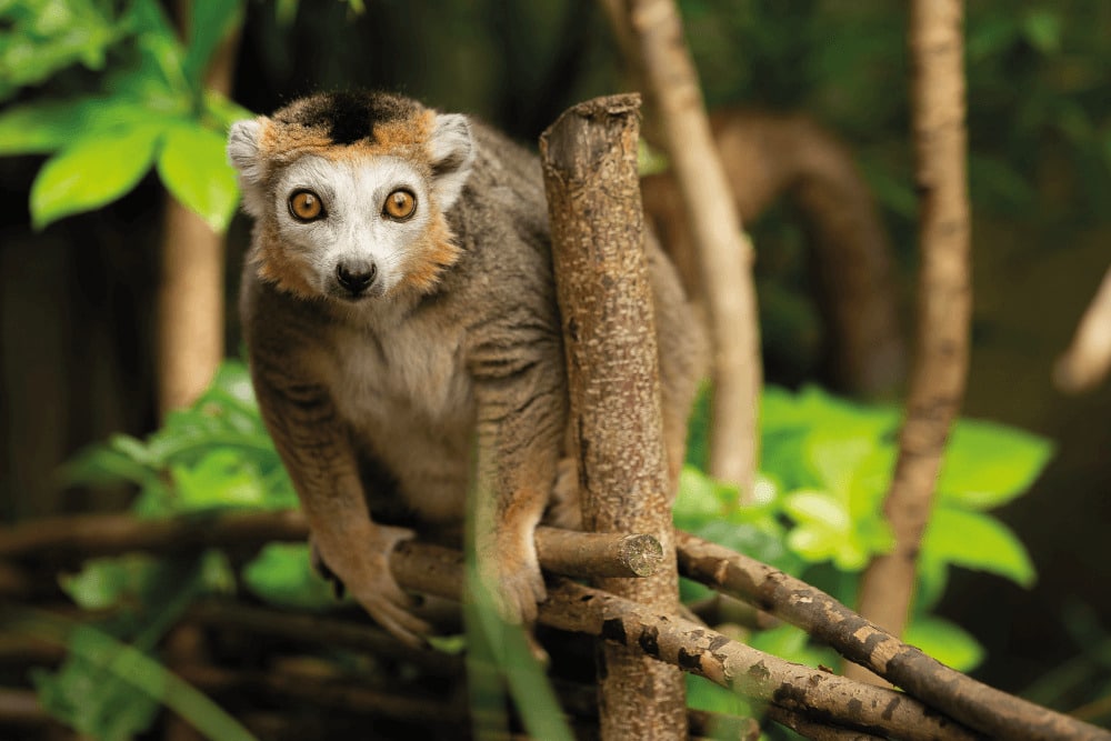 a crowned lemur perching on a tree at Marwell Zoo