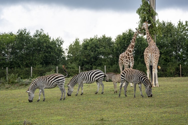 Plains zebras and giraffes grazing in a field at Marwell zoo