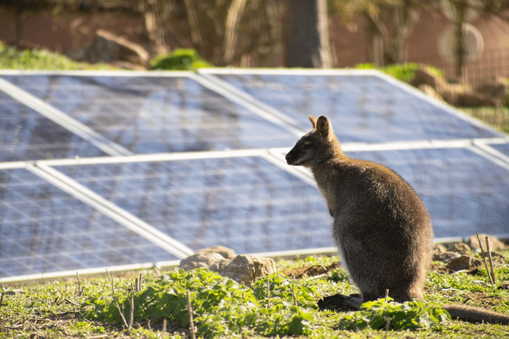 A wallaby sits in front of solar panels at Marwell Zoo