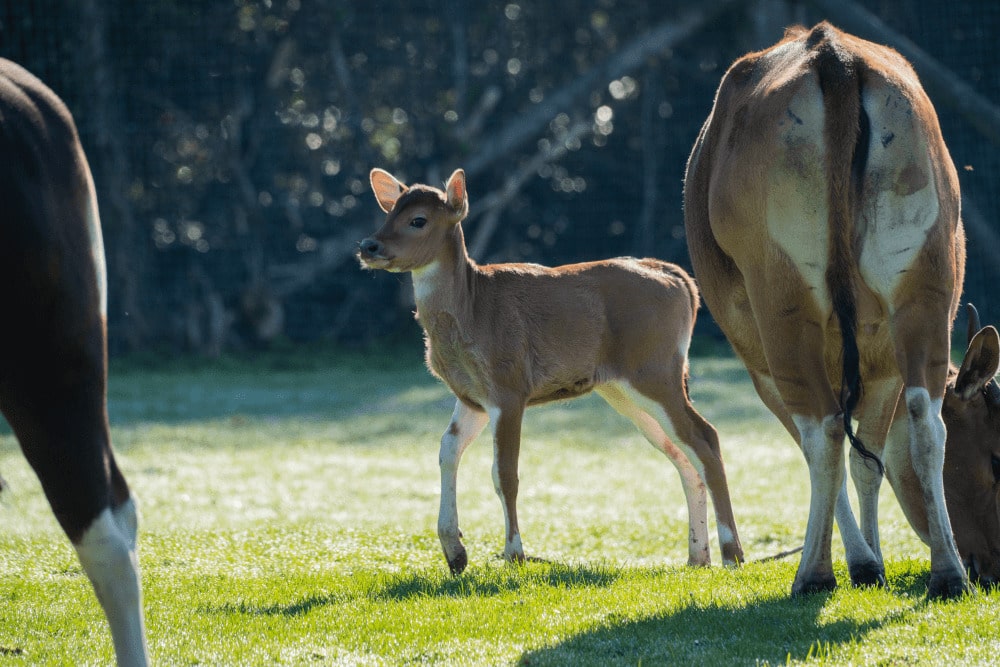 an endangered banteng calf stands next to its mother in a field at marwell zoo