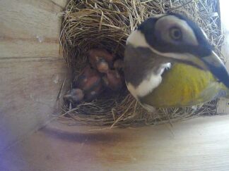 A nest-cam points down at blue-faced honeyeater chicks in their nest box just after hatching. An adult hovers over the nest looking at the camera.