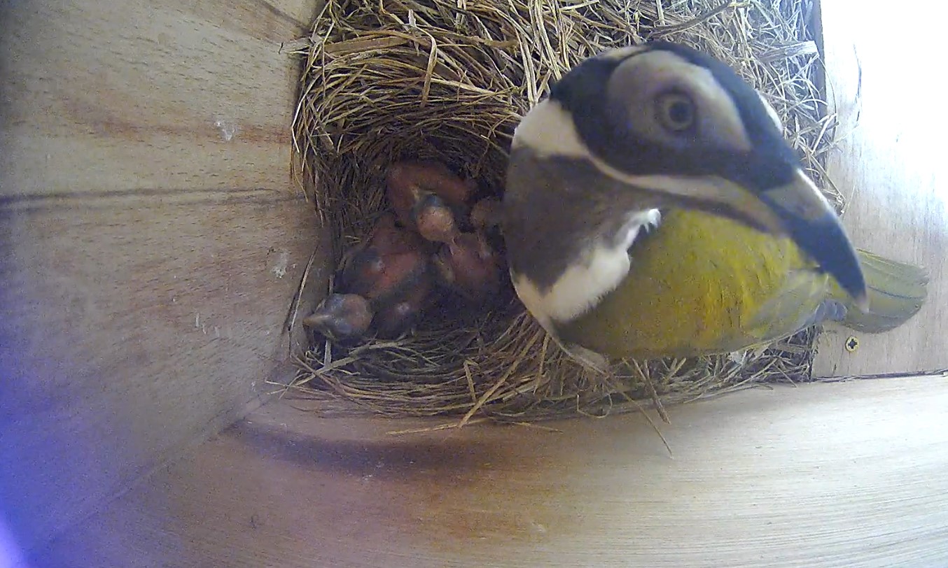 A nest-cam points down at blue-faced honeyeater chicks in their nest box just after hatching. An adult hovers over the nest looking at the camera.