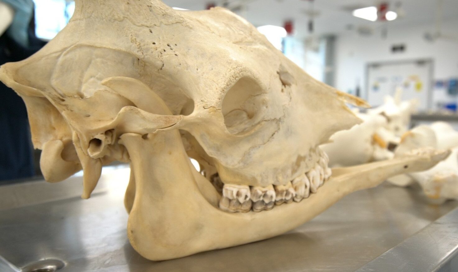 the skull of Kwame the giraffe sits on a bench at Surrey University
