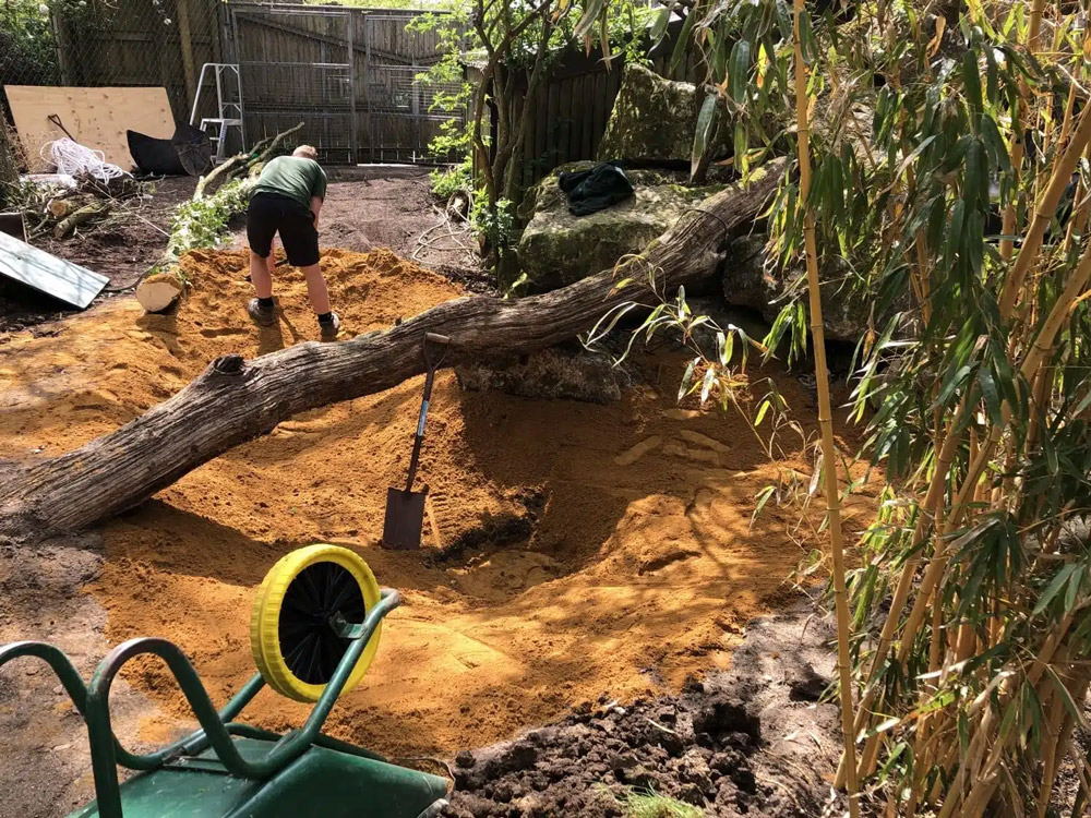 The clouded leopard animal enclosure at Marwell Zoo development