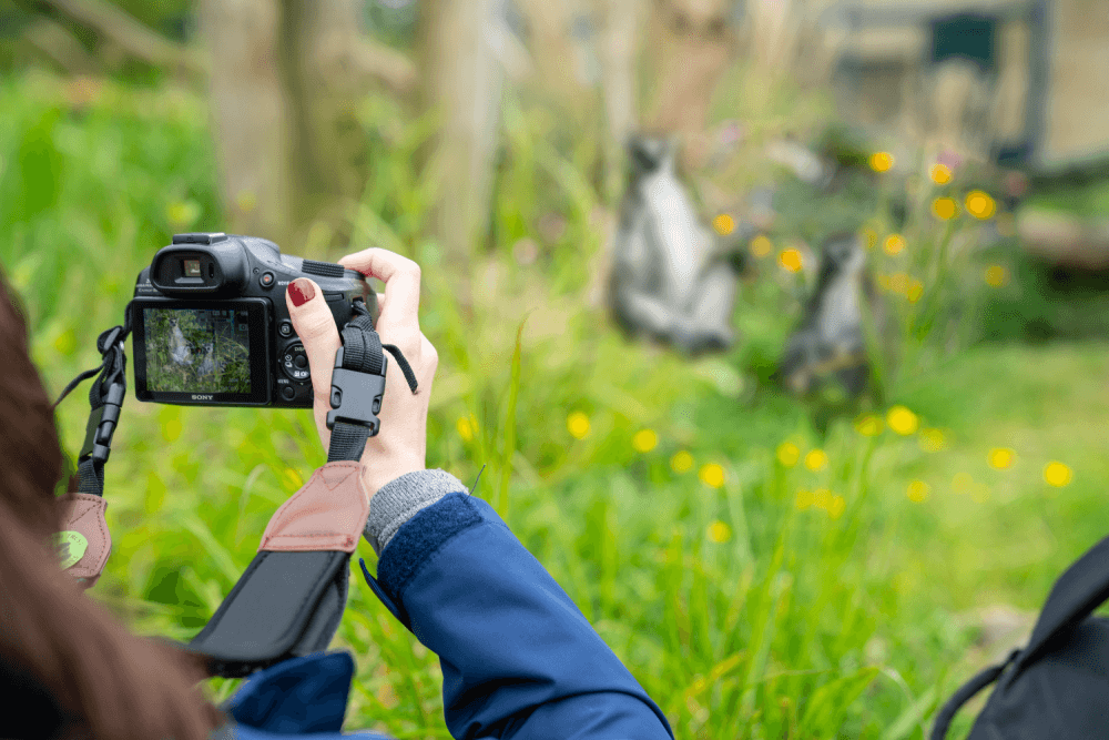 a woman photographs lemurs at Marwell Zoo on a photography experience day