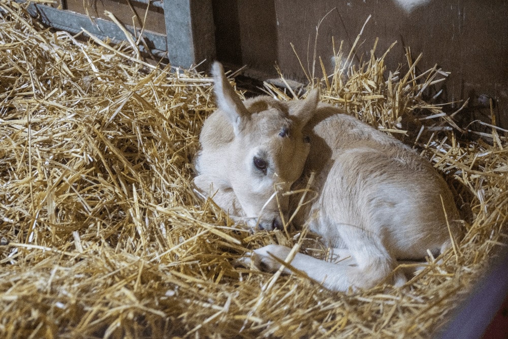 A critically endangered addax calf sleeps in straw at Marwell zoo