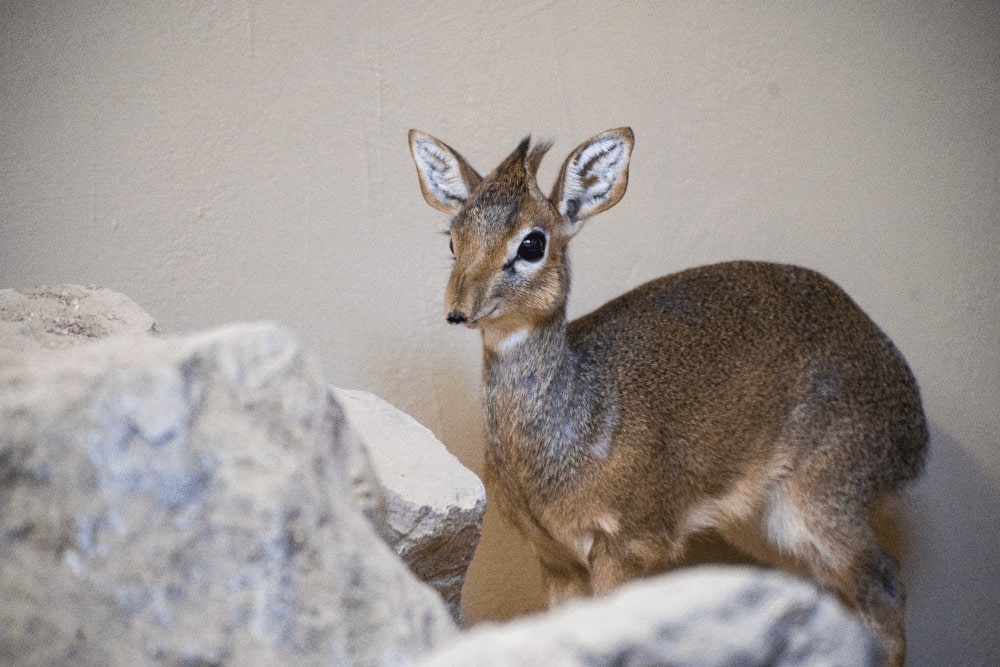 A Kirk's dik dik calf stands behind small rocks at Marwell Zoo