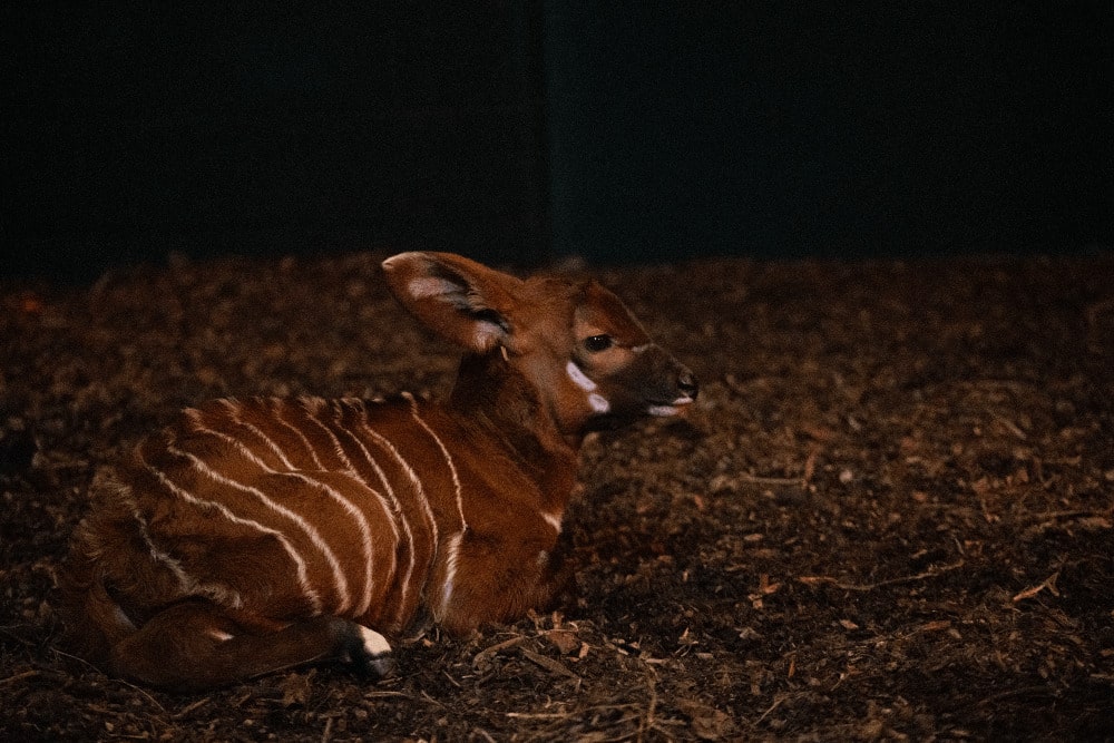 A critically endangered bongo calf sits inside its enclosure at Marwell Zoo