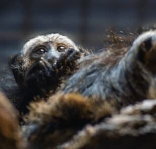 a white-faced saki monkey baby sits on its mother at Marwell Zoo