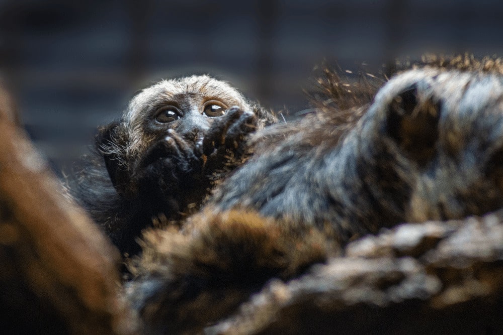 a white-faced saki monkey baby sits on its mother at Marwell Zoo