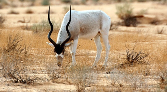 Addax Addax Nasomaculatus Marwell Zoo 5