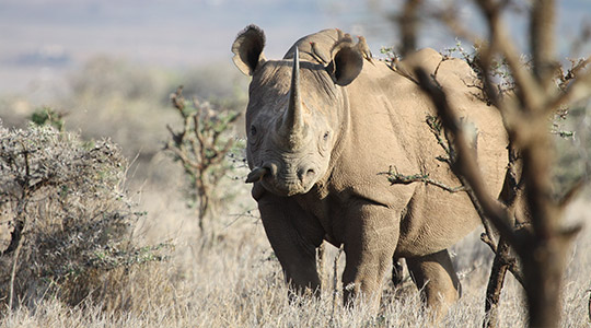 Black Rhino Marwell Zoo