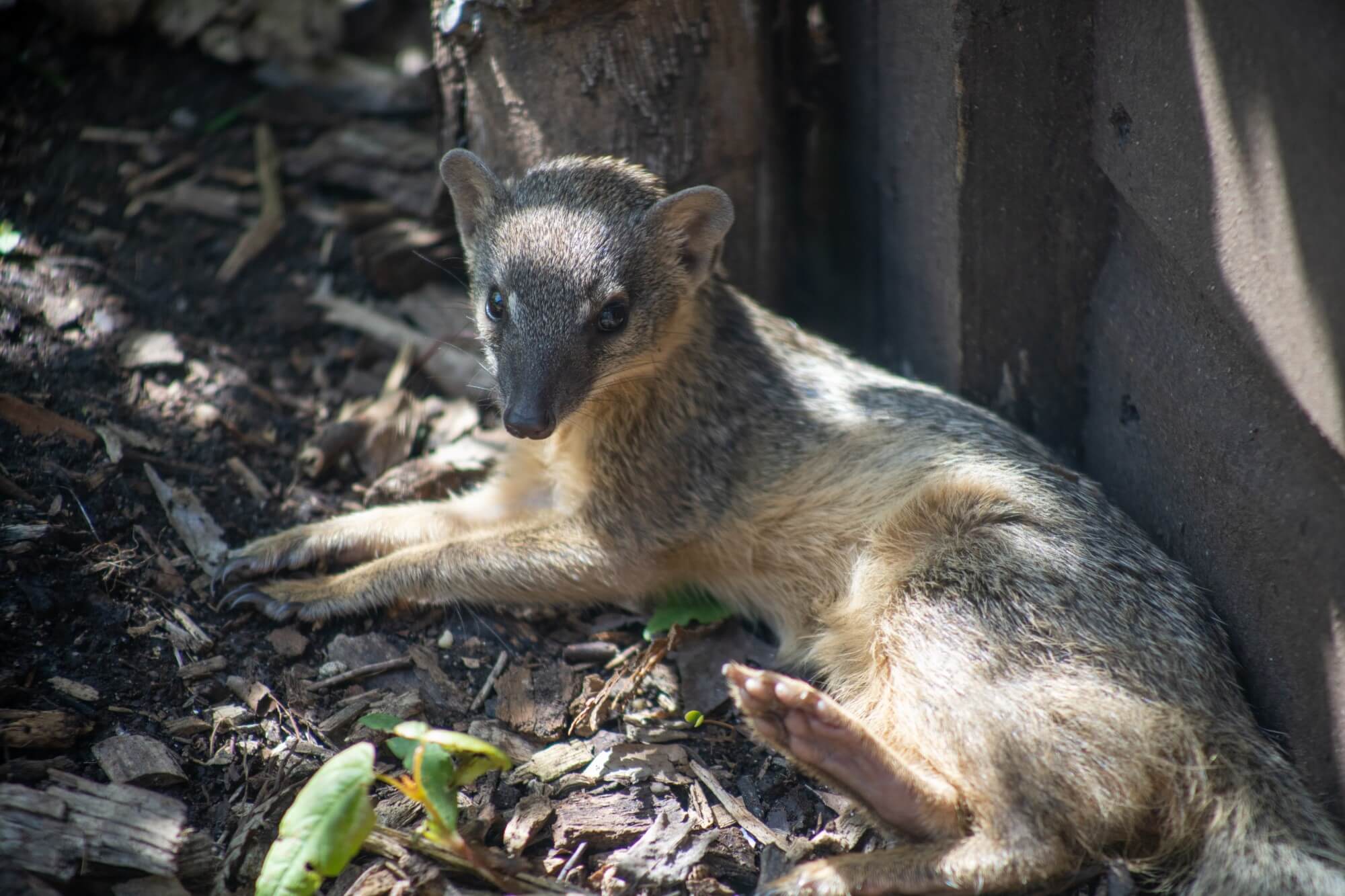 New bokiboky Lilith lays in the shade at Marwell Zoo, Hampshire