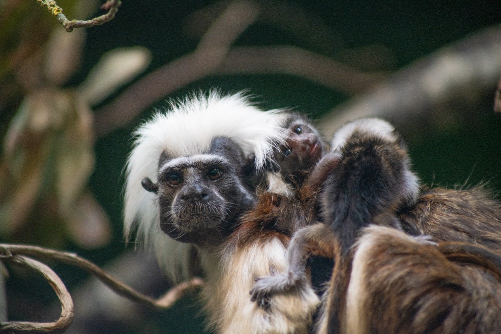 Cotton-headed tamarins infant cling to their mother at Marwell Zoo