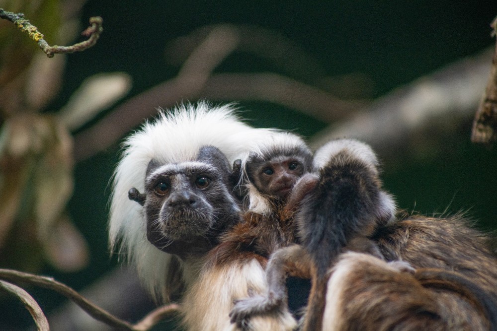 Cotton-headed tamarins infant cling to their mother at Marwell Zoo