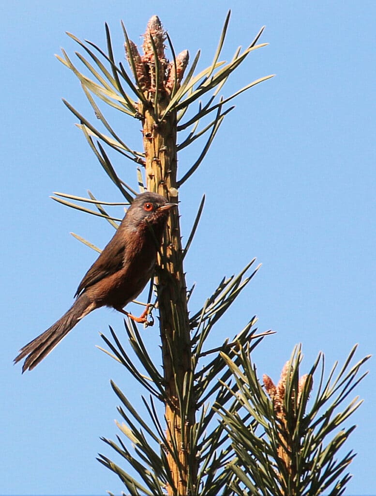Dartford-Warbler-Sylvia-undata-Marwell-Zoo-Richard-Bullock