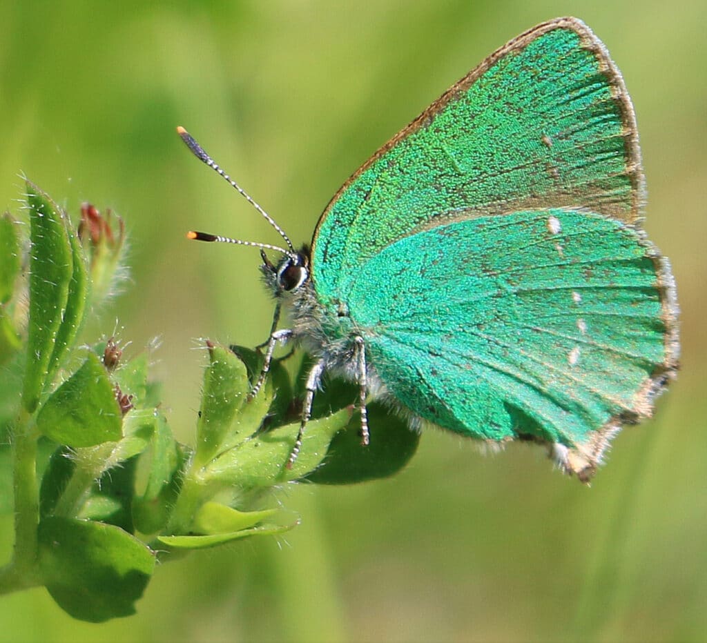 Green-Hairstreak-Callophrys-rubi-Marwell-Zoo-Richard-Bullock
