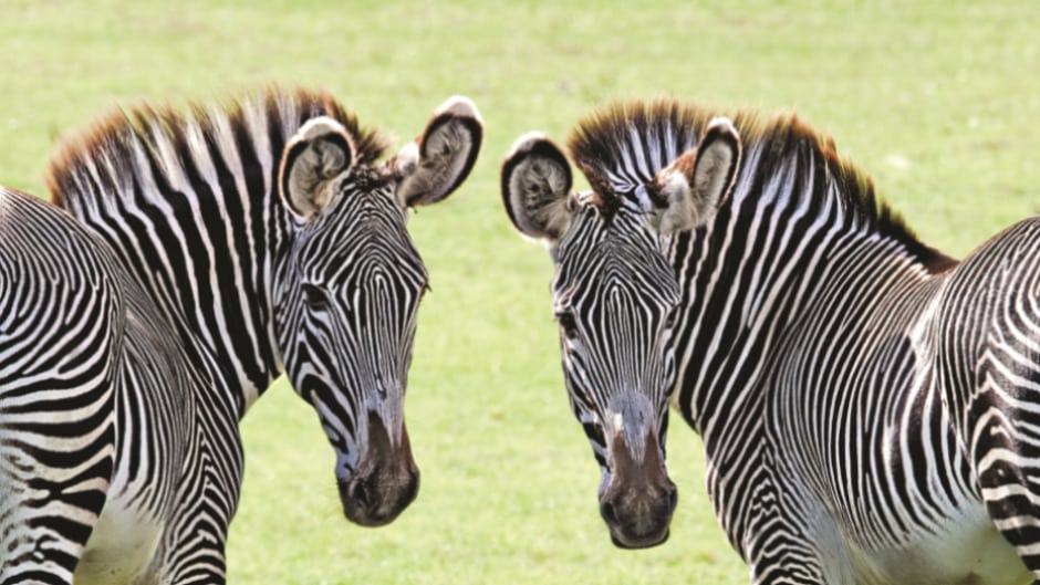 Grevys Zebra Equus Grevyi Marwell Zoo