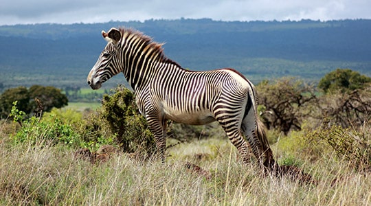 Grevys Zebra Equus Grevyi Marwell Zoo Adult 1