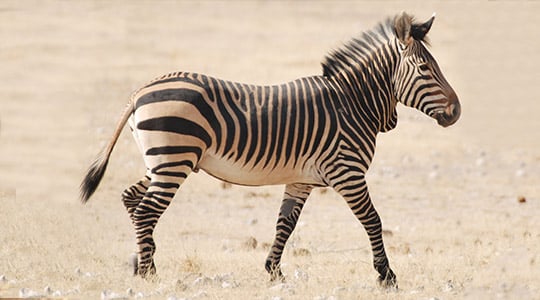 Hartmanns Mountain Zebra Equus Zebra Hartmannae Marwell Zoo 2