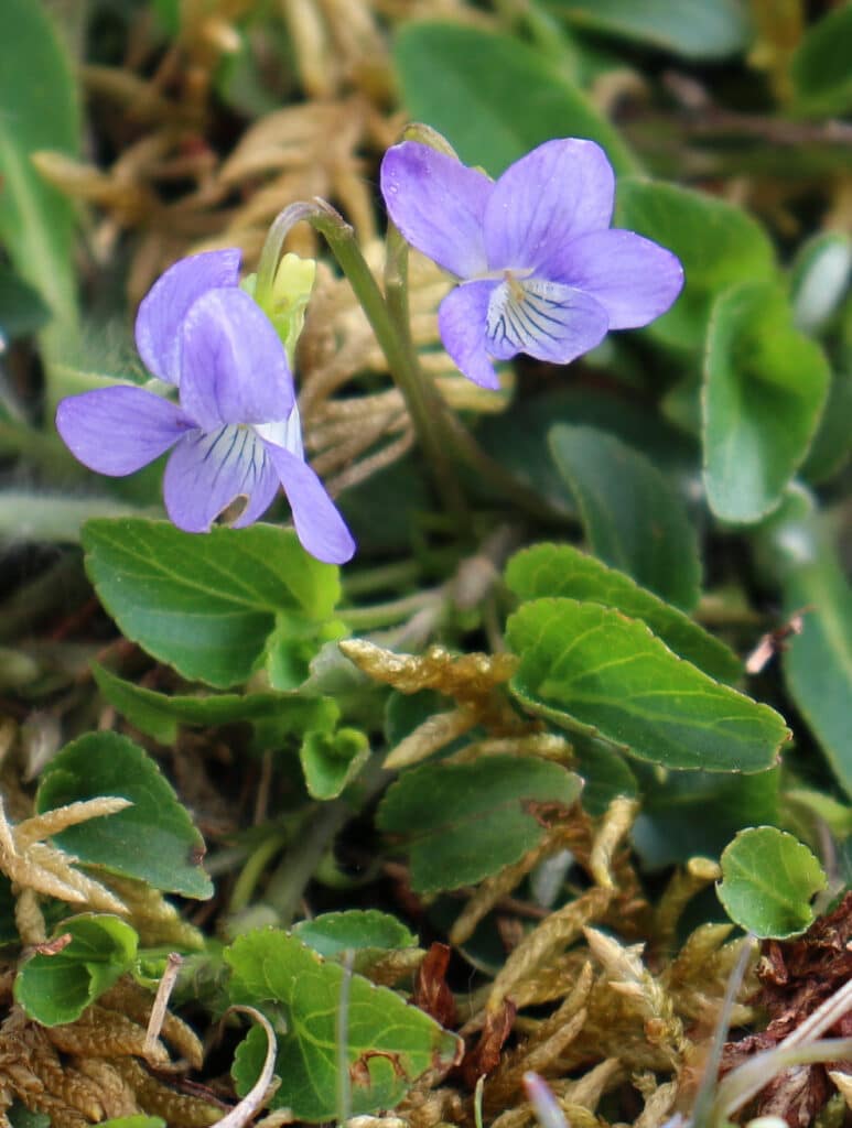 Heath-Dog-Violet-Viola-canina-Marwell-Zoo-Richard-Bullock
