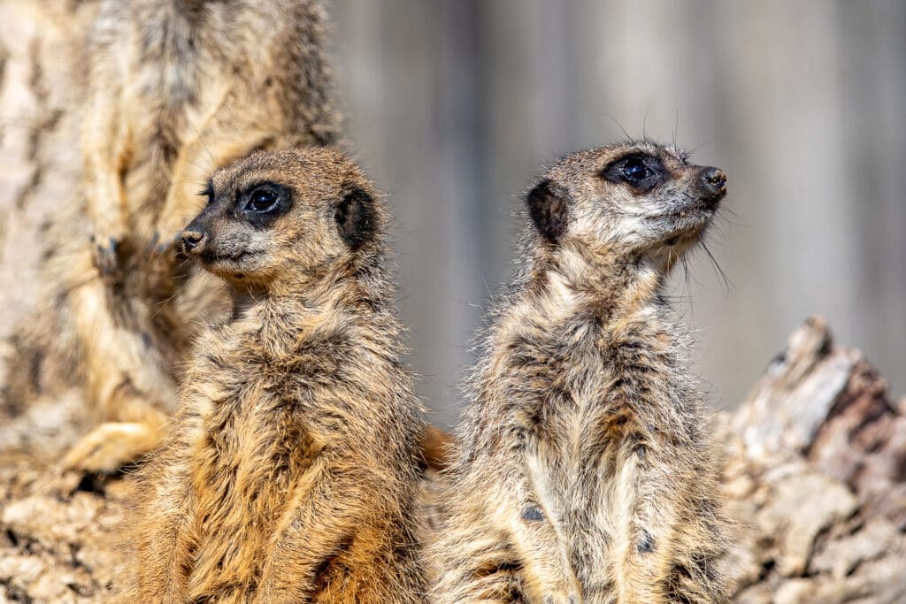 Visit the Meerkats at Marwell Zoo during a family day out in Hampshire