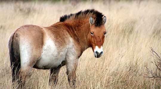 Przewalskis Horse Equus Ferus Marwell Zoo